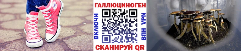 Галлюциногенные грибы GOLDEN TEACHER  магазин продажи   Советск 